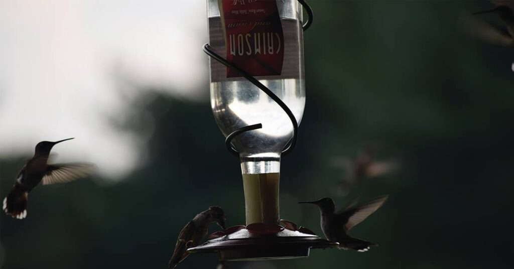 Hummingbirds Feeding