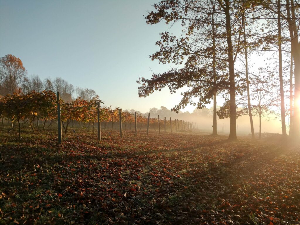 Our Vineyard - Block #1