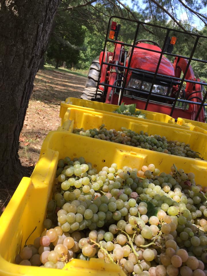 White grapes being transported