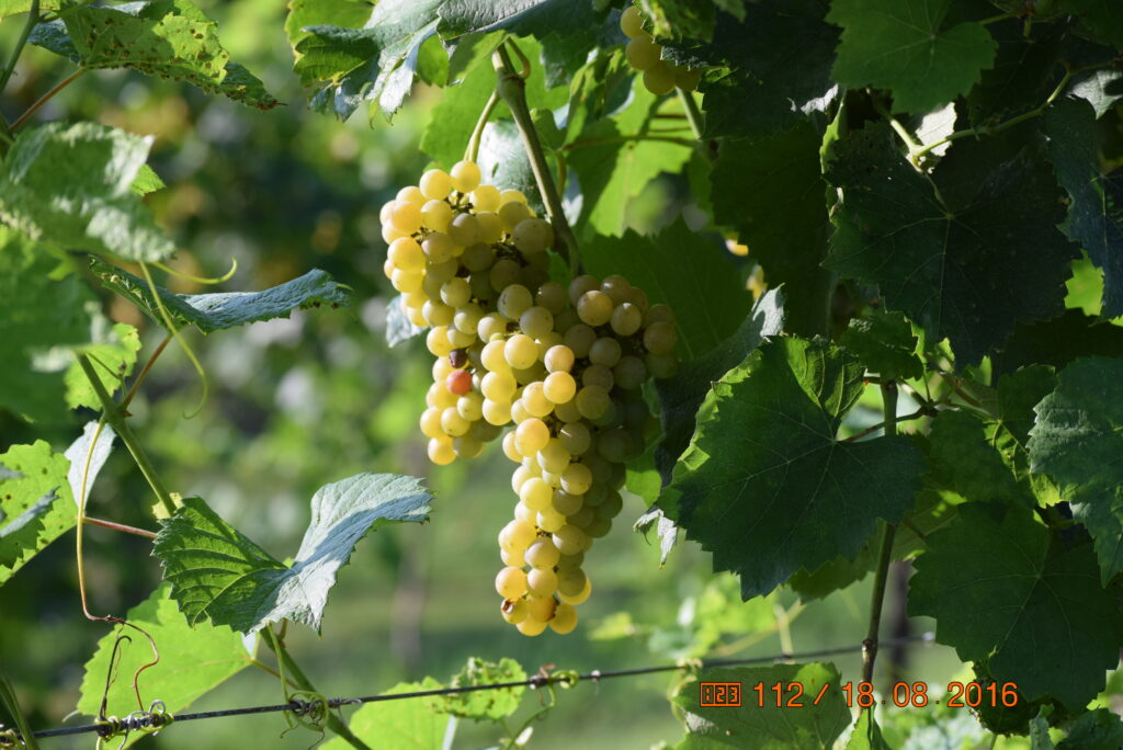 White grape cluster